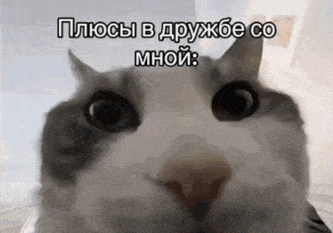a close up of a cat 's face with russian writing on it