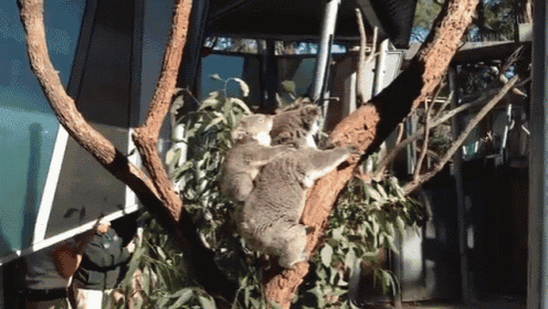 a couple of koala bears laying on top of a tree branch