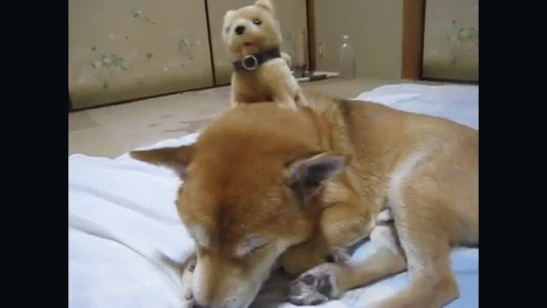 Strange Friends GIF - Dogs Toys Massage GIFs