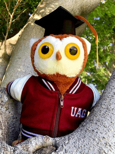 a stuffed owl wearing a graduation cap and jacket with the word uag embroidered on it