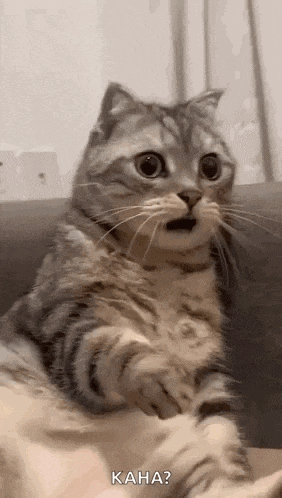 a cat is sitting on a couch with its mouth open and looking surprised .