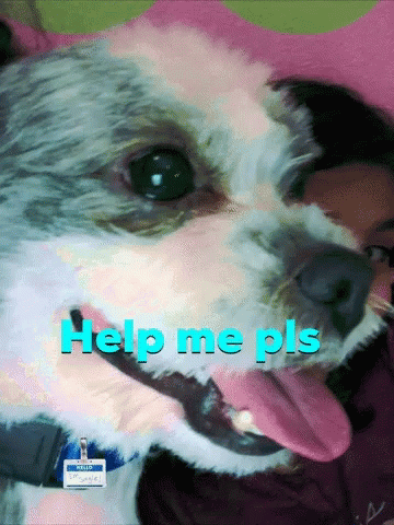 Dogo Help GIF - Dogo Dog Help GIFs