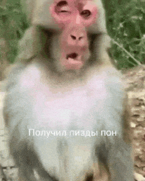 a close up of a monkey making a funny face with a foreign language on the bottom .