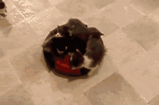 8 GIF - Cats Cat Ride Toy GIFs