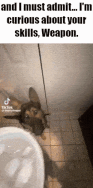 a dog is looking at ice cubes in a toilet bowl .