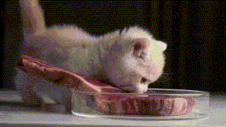 Kitten Eating Steak Cat Eating GIF - Kitten Eating Steak Kitten Eating Kitten GIFs