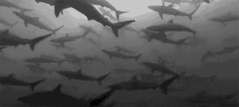 a large flock of sharks are swimming in the ocean .