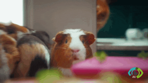 Shocked Bbuk GIF