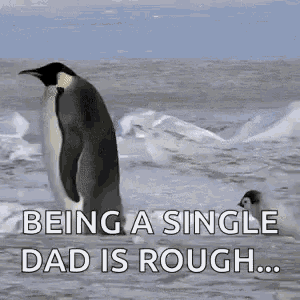 a couple of penguins standing on top of a snow covered field with the words `` being a single dad is rough ... ''