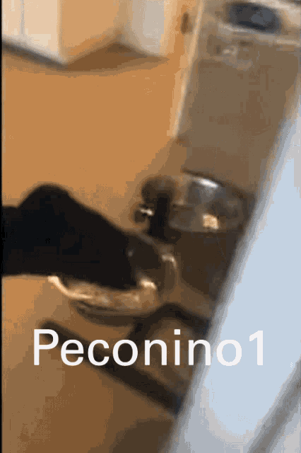 Peconino GIF - Peconino GIFs