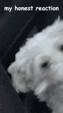 a picture of a white dog with the words " my honest reaction " below it