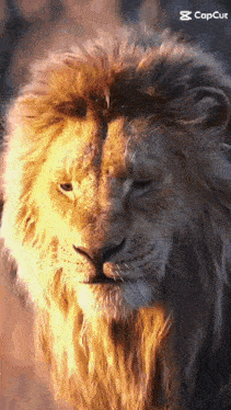 a close up of a lion 's face with the sun shining on its mane .