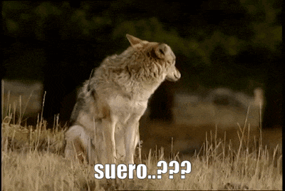 a coyote is sitting in the grass with the words suero written on the screen .