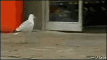 a seagull is walking on a sidewalk in front of a store door