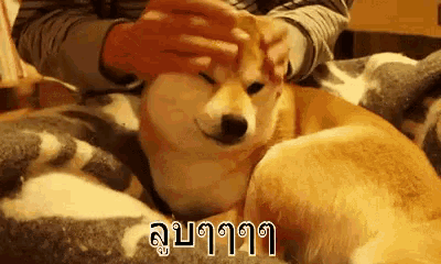 a person is petting a shiba inu dog laying on a bed .