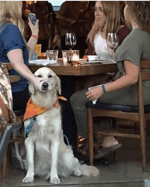 a dog wearing an orange bandana sits in front of a table with people