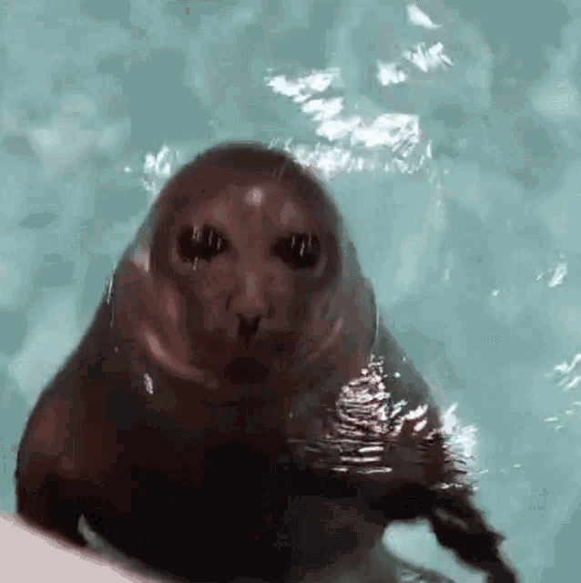 Seal Angry Seal GIF - Seal Angry Seal Kinkytwt GIFs