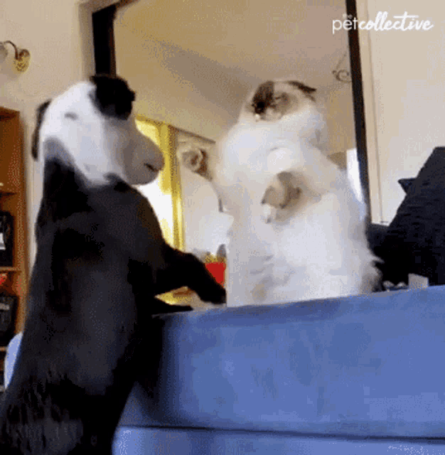 Fight The Pet Collective GIF - Fight The Pet Collective Punch GIFs