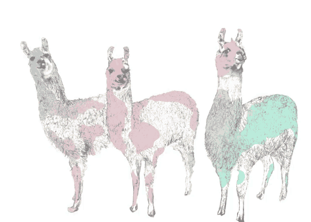 three llamas are standing next to each other in a line