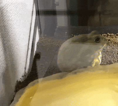 a frog is sitting in a glass tank with a yellow container .