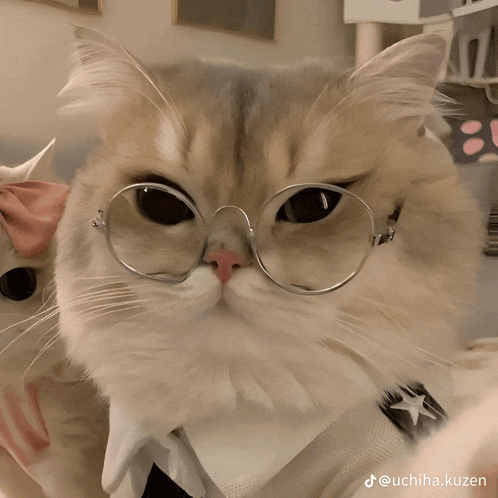 a close up of a cat wearing glasses with uchiha.kuzen written below it