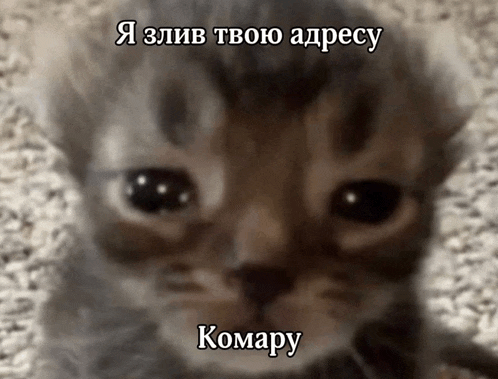 a close up of a cat 's face with a caption in a foreign language