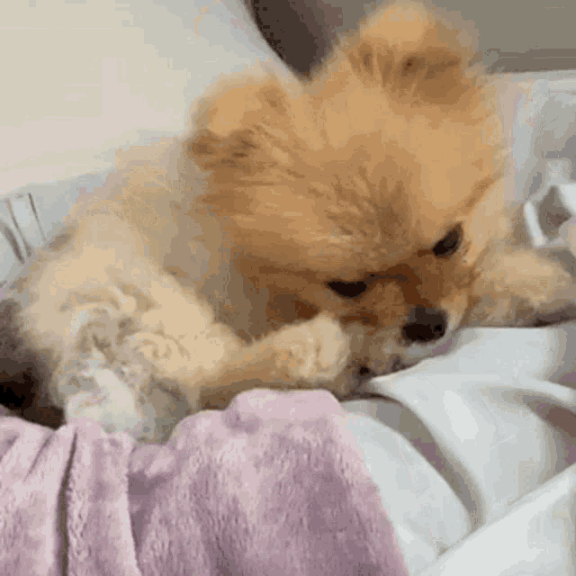 a pomeranian dog is laying on a bed playing with a cat .