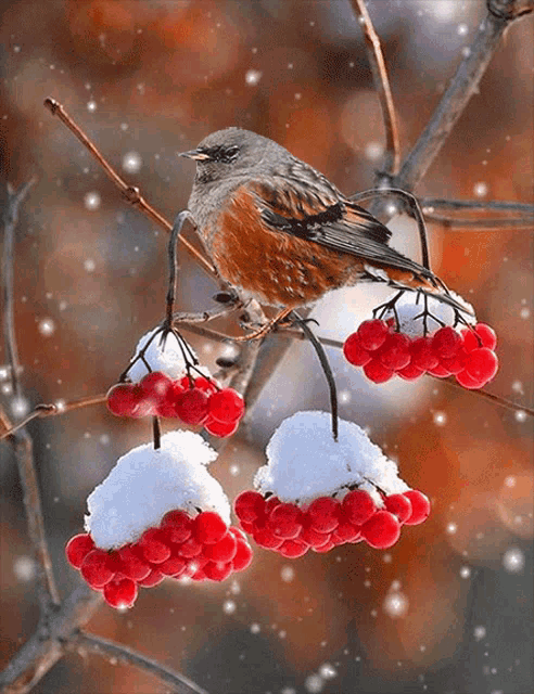 Bird Snow GIF - Bird Snow Fruits GIFs