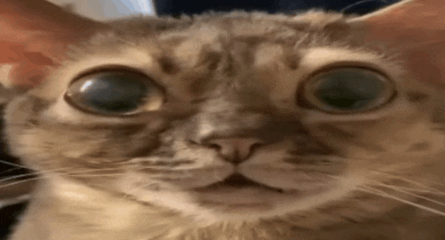 a close up of a cat 's face with large eyes looking at the camera .