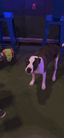 a brown and white dog standing on a green carpeted floor