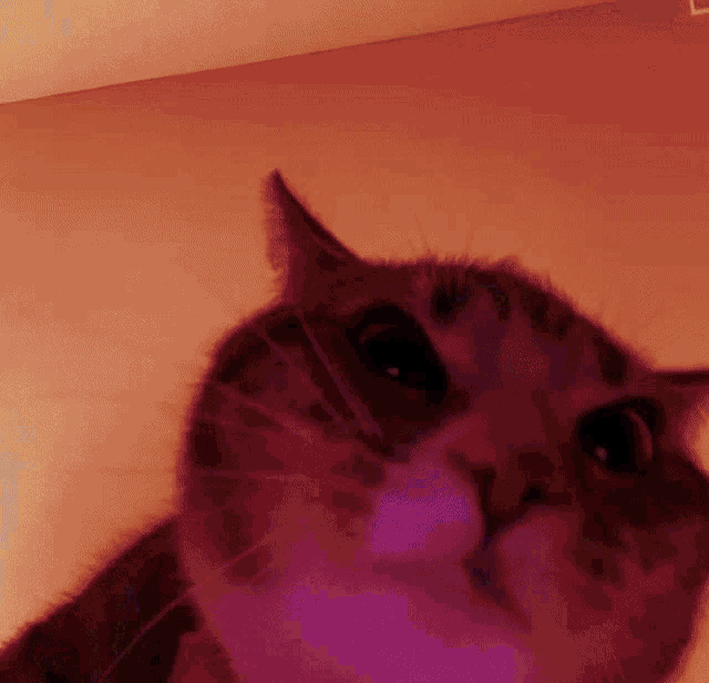 a close up of a cat 's face against a red background
