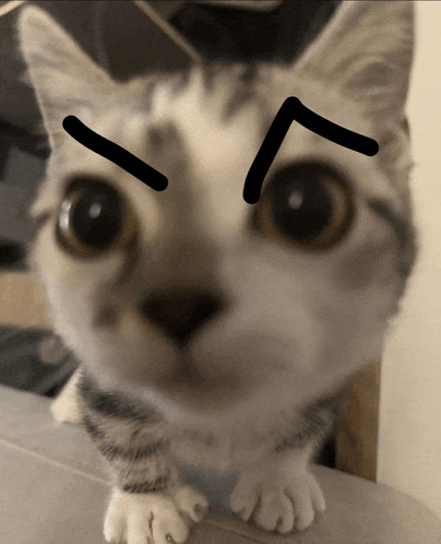 a close up of a cat 's face with a drawing on it