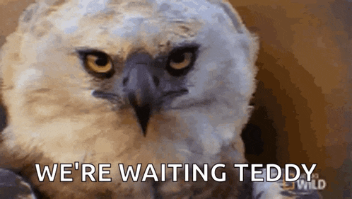 a close up of an eagle with the words we 're waiting teddy written below it
