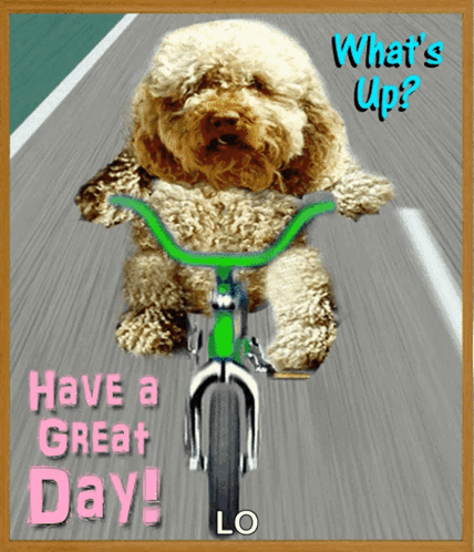 Happy Dog GIF - Happy Dog Bike GIFs