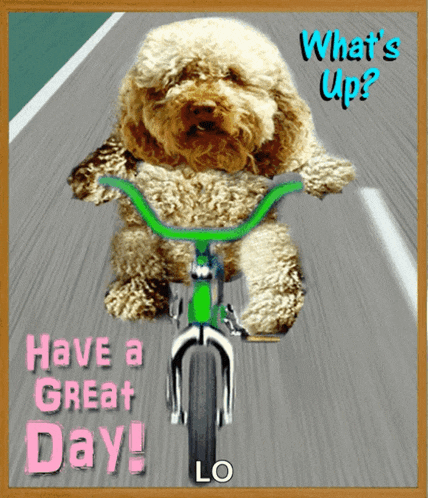 a picture of a dog riding a bike that says " what 's up "