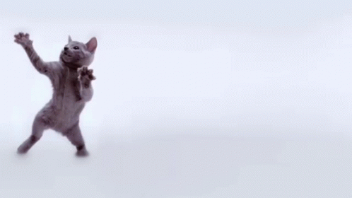 Roberto Cat GIF - Roberto Cat Dance GIFs