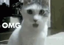 Cat Reaction Cat GIF - Cat Reaction Cat Surprised GIFs
