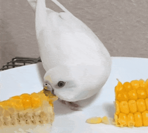 Budgie Parakeet Mother Father And The Son GIF - Budgie Parakeet Mother Father And The Son GIFs