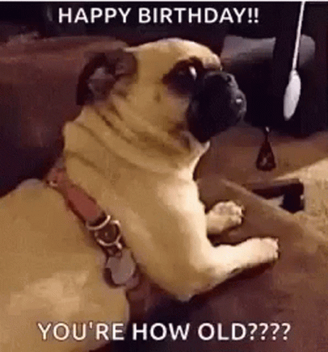 Happy Birthday How Old Are You GIF - Happy Birthday How Old Are You Pet GIFs
