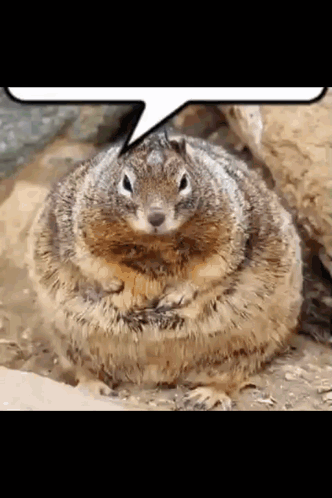 Nuts Squirrel GIF - Nuts Squirrel Meme GIFs