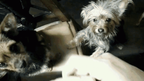two small dogs are sitting next to each other and one is looking at the camera