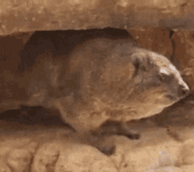 a small animal is coming out of a hole in the ground .
