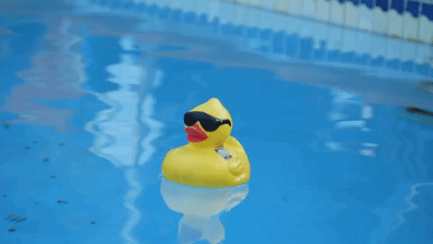 Vlod Rubber Duck GIF - Vlod Rubber Duck Duck GIFs