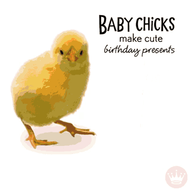 Excited Chick GIF - Excited Chick Baby Chicks GIFs