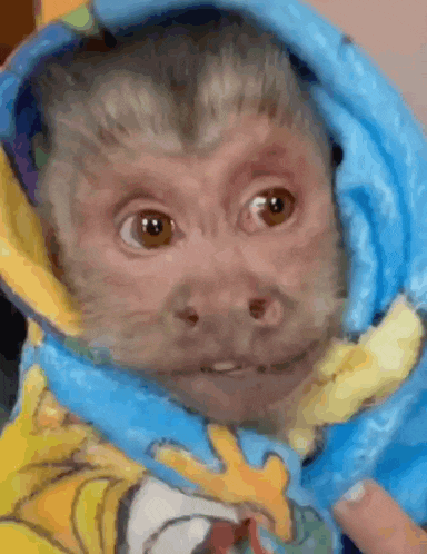 a monkey is wrapped in a blue blanket .