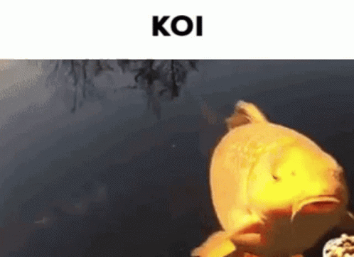 Koi GIF - Koi GIFs
