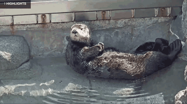 Otter Clap GIF - Otter Clap Clapping GIFs