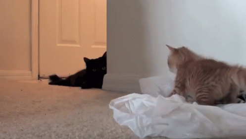 A Kitten A Cat & A Bag... GIF - Black Cat Bags Playing GIFs