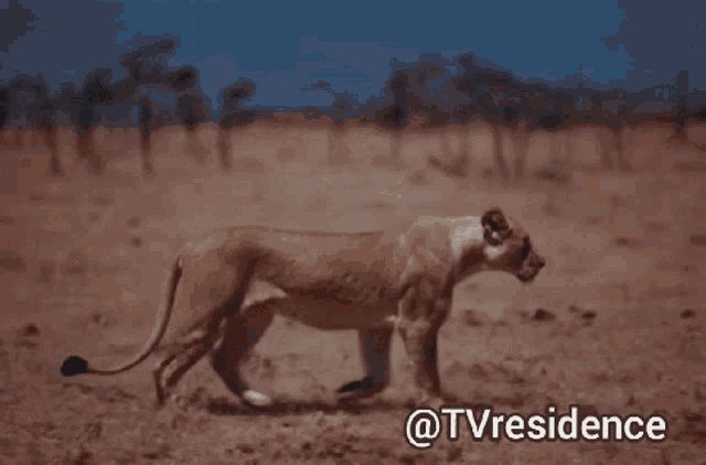 Tvresidence Lioness GIF - Tvresidence Lioness Earth GIFs