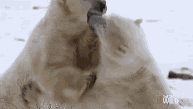 two polar bears are playing with each other in the snow with national geographic wild in the background